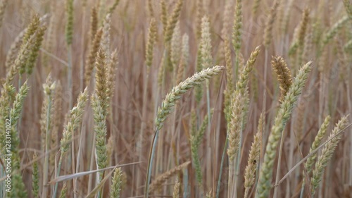 Unripe wheat on a windy day