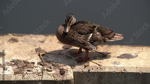 Duck stands on a concrete floor in the lake
