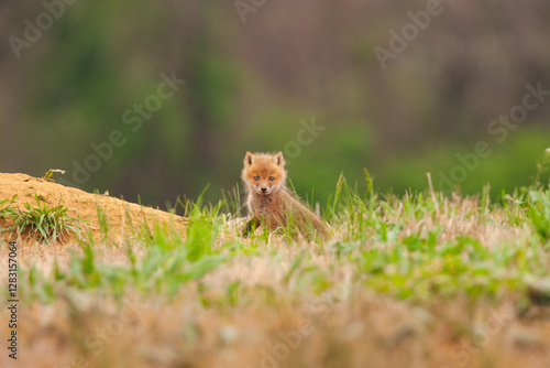 Baby red fox kit outside its den on a Pennsylvania horse farm photo