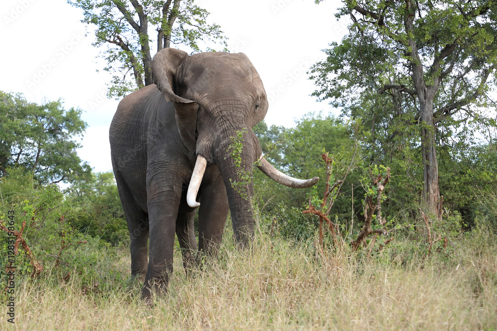 Fototapeta premium Afrikanischer Elefant / African elephant / Loxodonta africana..