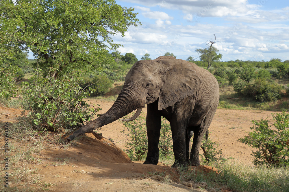 Afrikanischer Elefant / African elephant / Loxodonta africana Afrikanischer Elefant / African elephant / Loxodonta africana