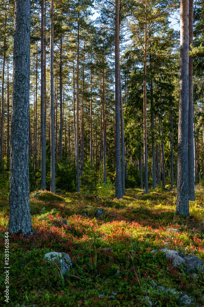 Fototapeta premium Magical fairytale forest in subrise. Forest covered of green moss. Forest therapy and stress relief.