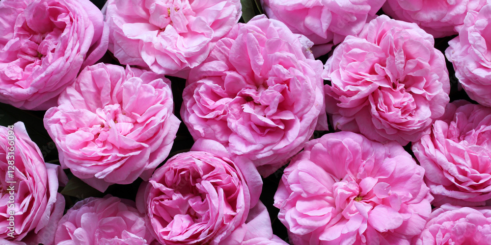 Pink rose heads forming flowery background for romantic concepts Pink rose heads forming flowery background for romantic concepts
