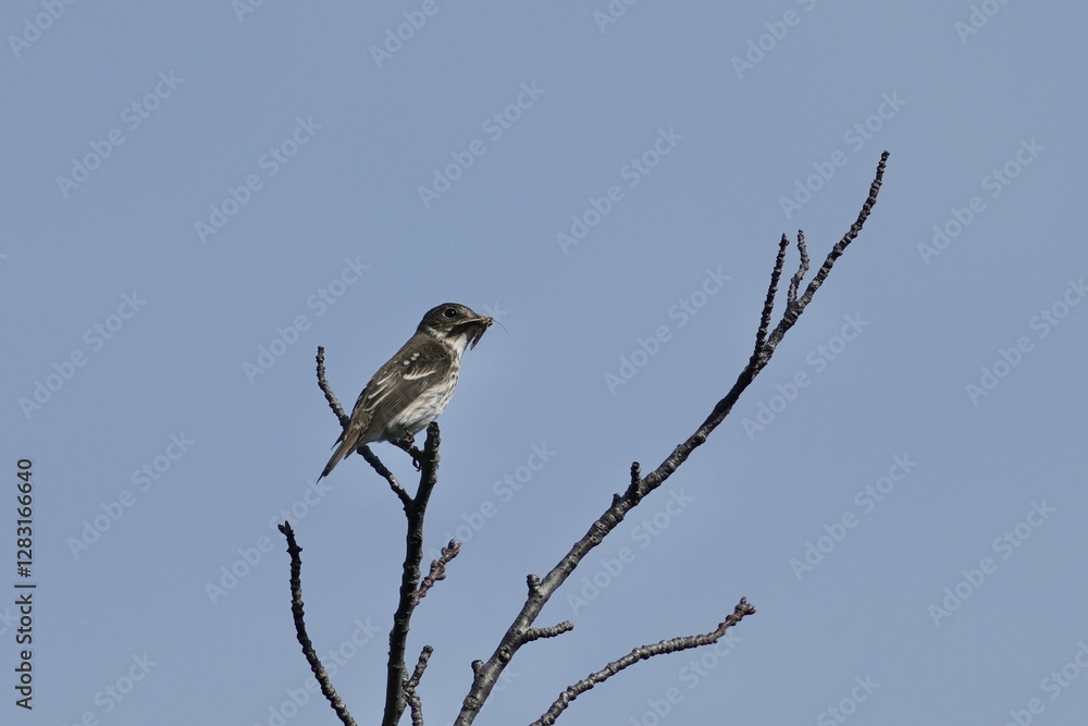 grey streaked flycatcher in a forest grey streaked flycatcher in a forest