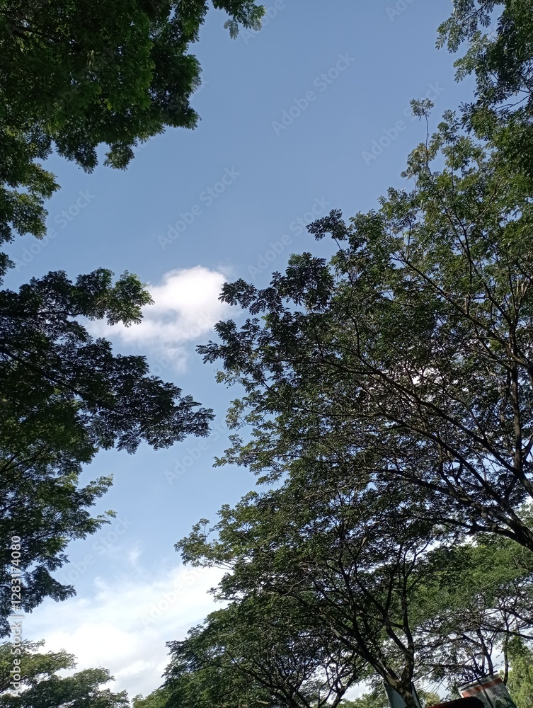 Obraz premium shade tree