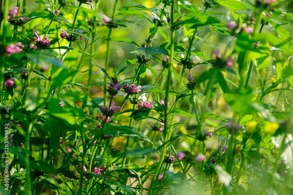 Fototapeta premium Leonurus sibiricus flowers in spring garden