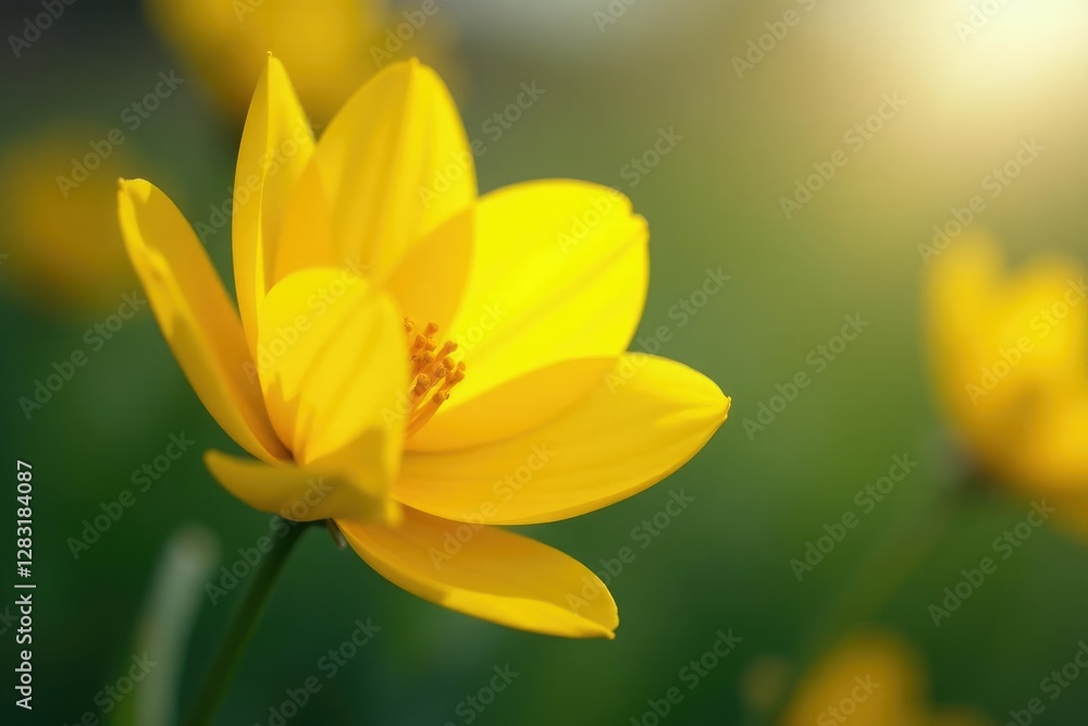 Bright yellow petals unfolding in gentle breeze, nature, blossom