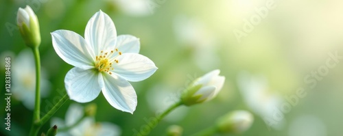 Delicate white flowers with intricate details, plant, garden, herbaceous