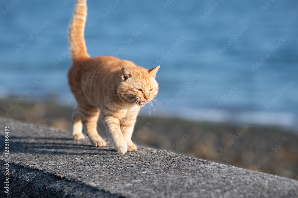 Obraz premium 堤防を歩く可愛い猫 茶トラ猫