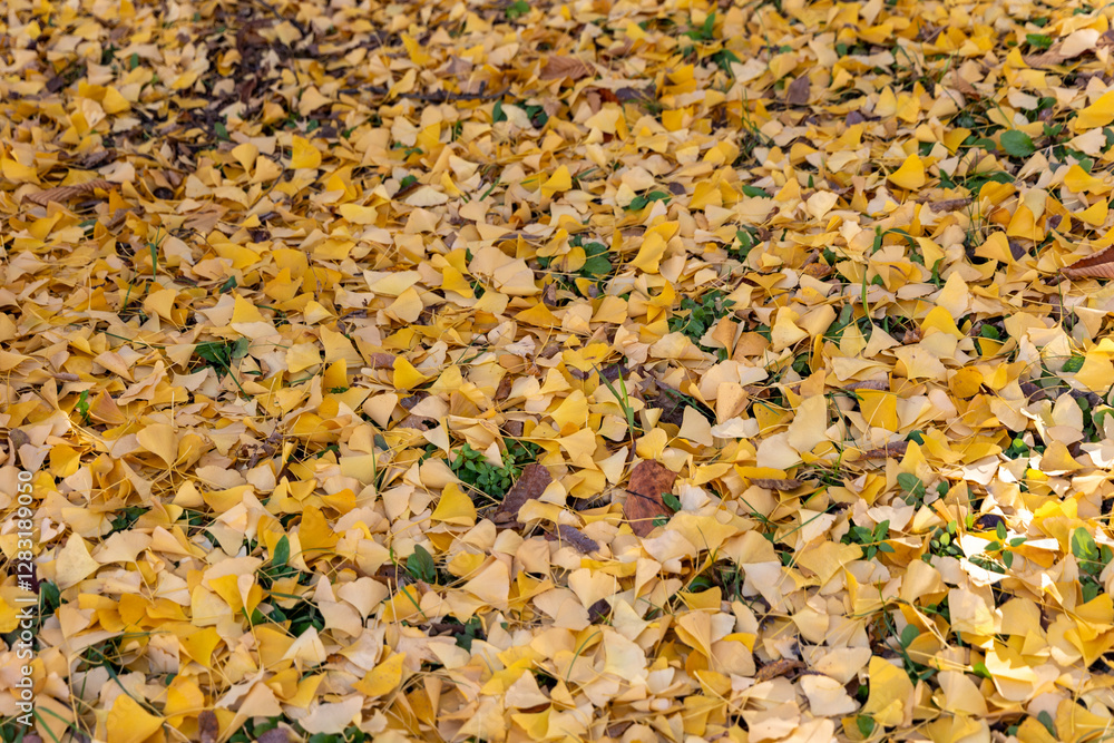 Yellow autumn leaves fallen on the ground Yellow autumn leaves fallen on the ground