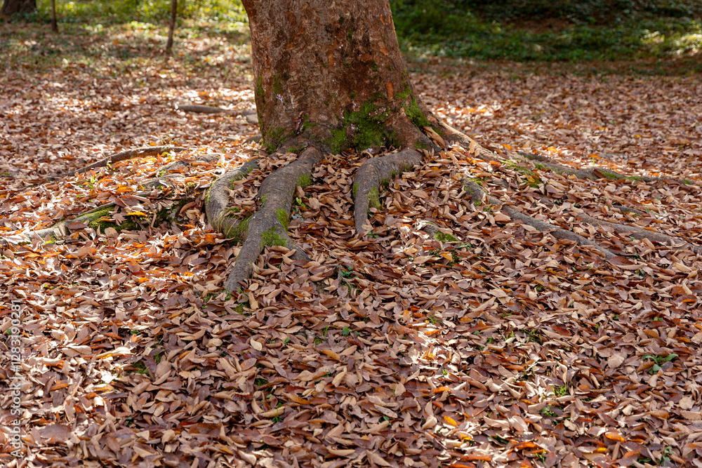 autumn leaves on the ground autumn leaves on the ground