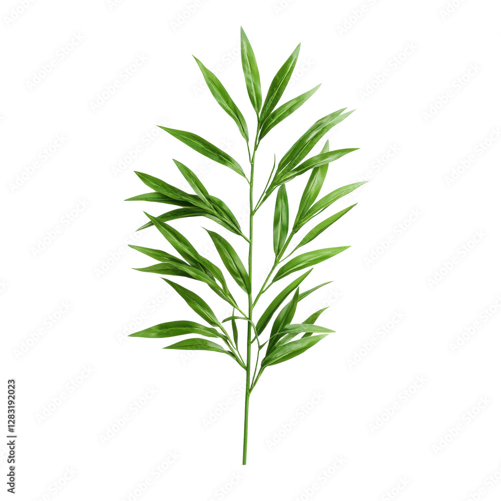 Fototapeta premium Lush green bamboo leaf branch isolated on black background