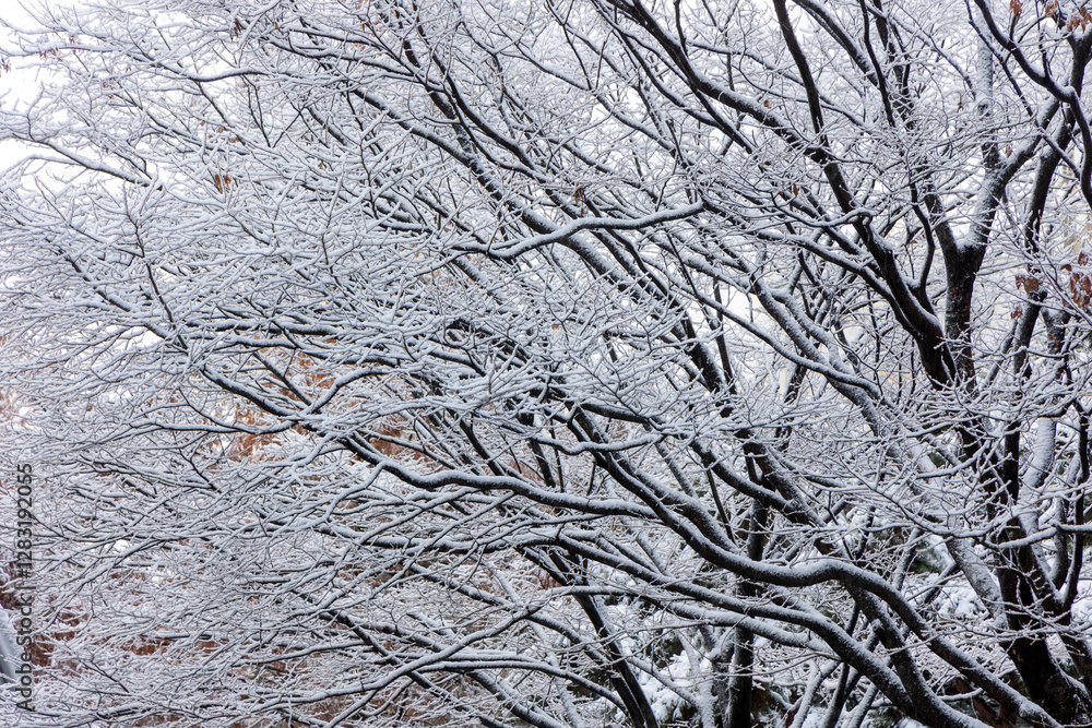 Obraz premium autumn leaves on the snow