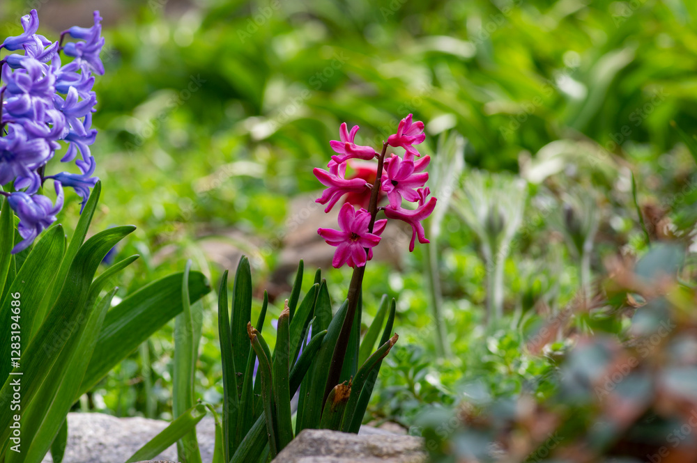 Hyacintus orientalis early spring flowering plant in bloom, group of ornamental flowering flowers in the garden