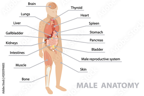 Anatomy of human body with internal organs. Infographic poster. Respiratory, digestive, reproductive, cardiovascular systems, bones and muscles. Male. Isometric flat banner, vector 10.