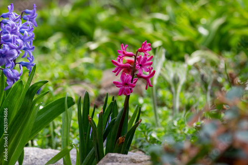 Obraz na płótnie Hyacintus orientalis early spring flowering plant in bloom, group of ornamental flowering flowers in the garden w salonie