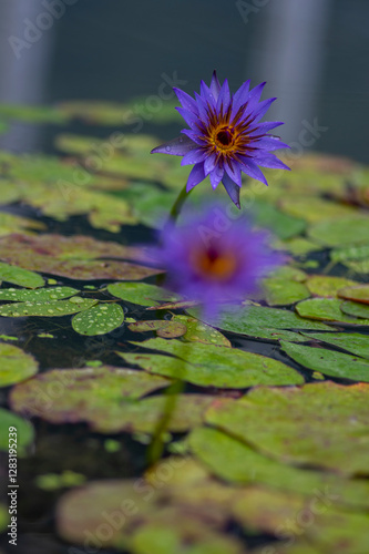 Nymphaea caerulea zanzibarensis water lily plant in bloom, beautiful flowering lotus flowers in decorative garden pond