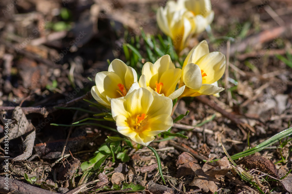 Bouquet of flowering crocus vernus light yellow white violet plants, group of colorful early spring flowers in bloom
