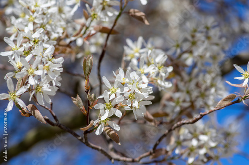 Obraz na płótnie Amelanchier lamarckii deciduous flowering shrub, group of snowy white petal flowers on branches in bloom w salonie