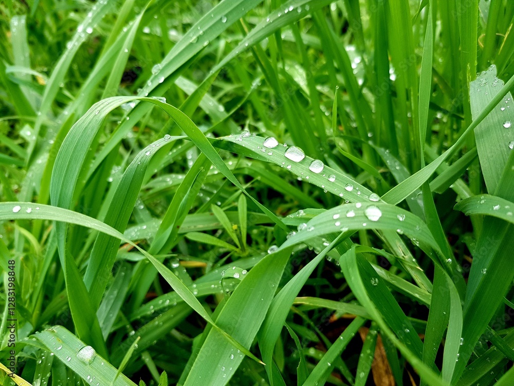 Green grass with dew drops after the rain. Nature background.