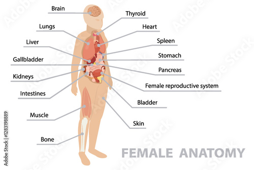 Anatomy of human body with internal organs. Infographic poster. Respiratory, digestive, reproductive, cardiovascular systems, bones and muscles. Female. Isometric flat banner, vector 10.