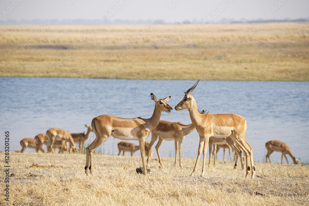Impala herd on the shore with the Chobe river in the background, Chobe national park, Botswana Impala herd on the shore with the Chobe river in the background, Chobe national park, Botswana