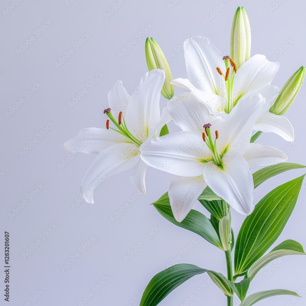 Fototapeta premium Delicate white lily flowers displayed beautifully on a pure white background emphasizing their elegance