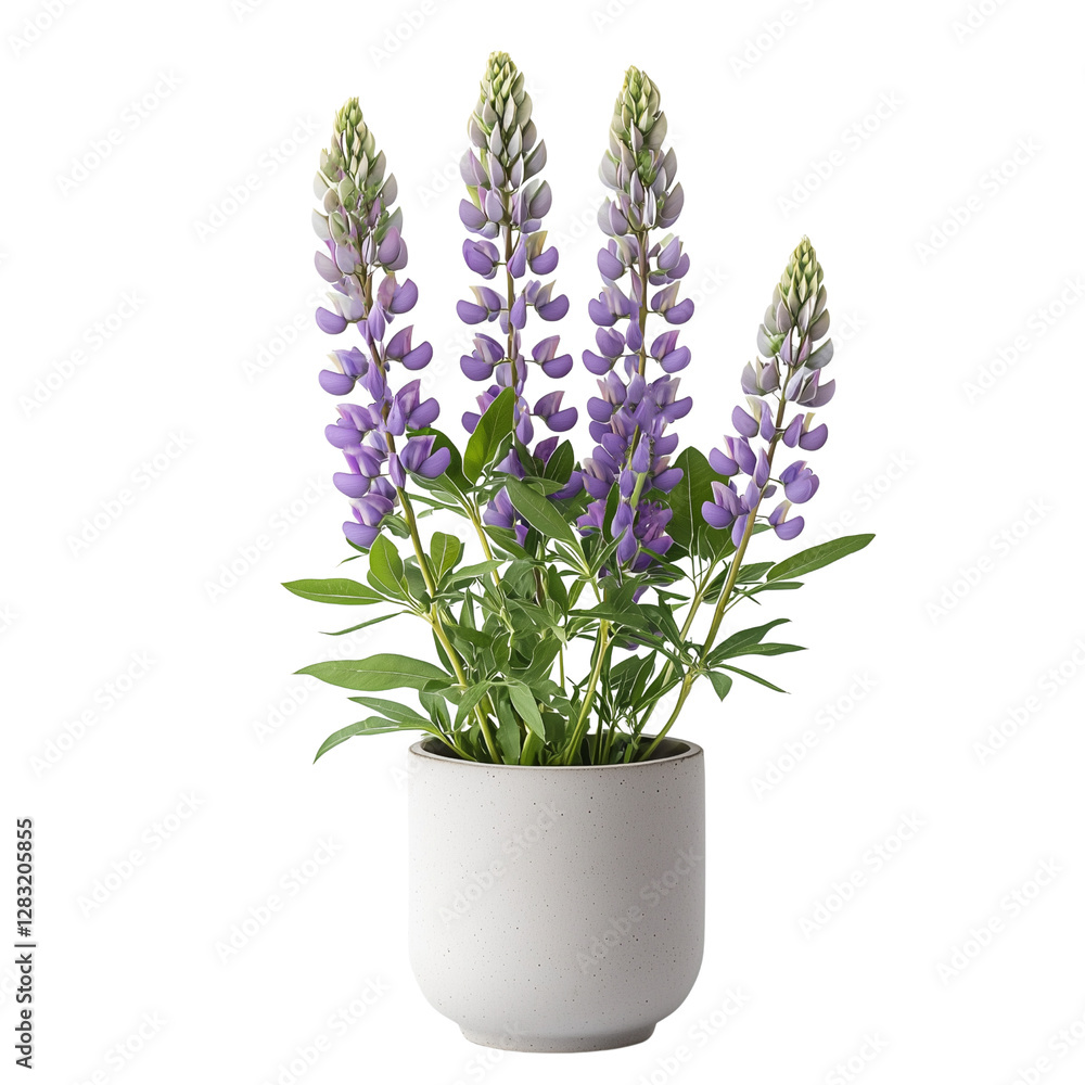A potted lupine plant with purple flowers , showcasing its vibrant colors and lush foliage. isolated on white background and transparent background. A potted lupine plant with purple flowers , showcasing its vibrant colors and lush foliage. isolated on white background and transparent background.