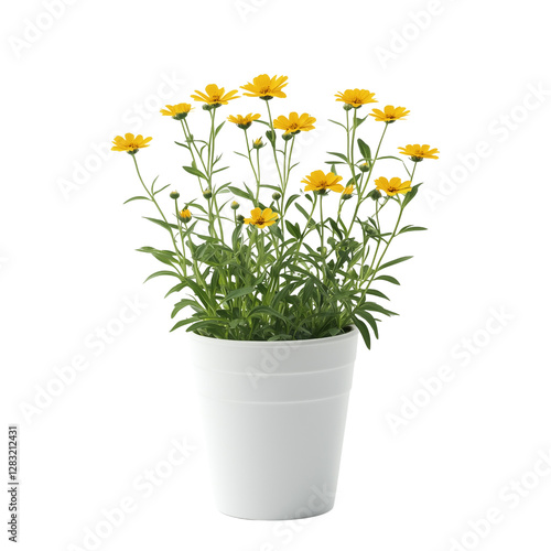 Coreopsis Bright yellow flowers bloom from a white pot, set , creating a vibrant and cheerful display of nature. isolated on white background and transparent background.