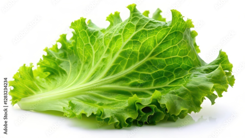Green Lettuce Leaf on White Background Green Lettuce Leaf on White Background