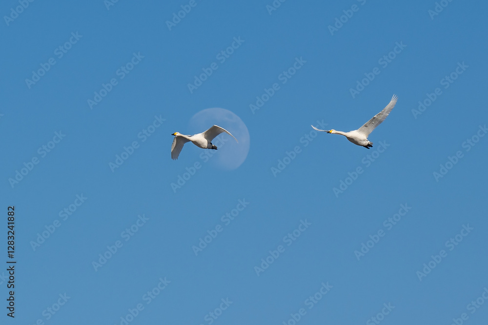 Obraz premium seagulls in flight