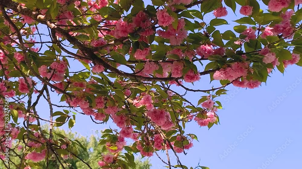 Under the double cherry blossoms Under the double cherry blossoms