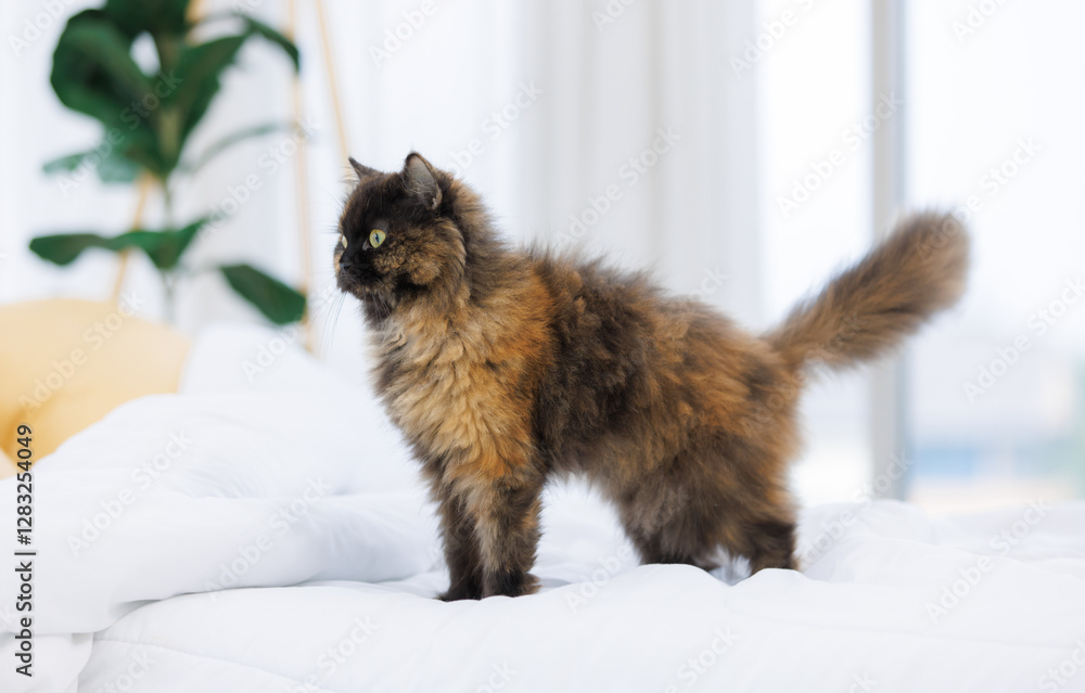 Obraz premium Portrait adorable fluffy tortoiseshell cat breeds green eyes cute indoors. Domestic feline pet kittens look around sitting on cozy white bed in bed room at home morning vibes, Concept love animal care