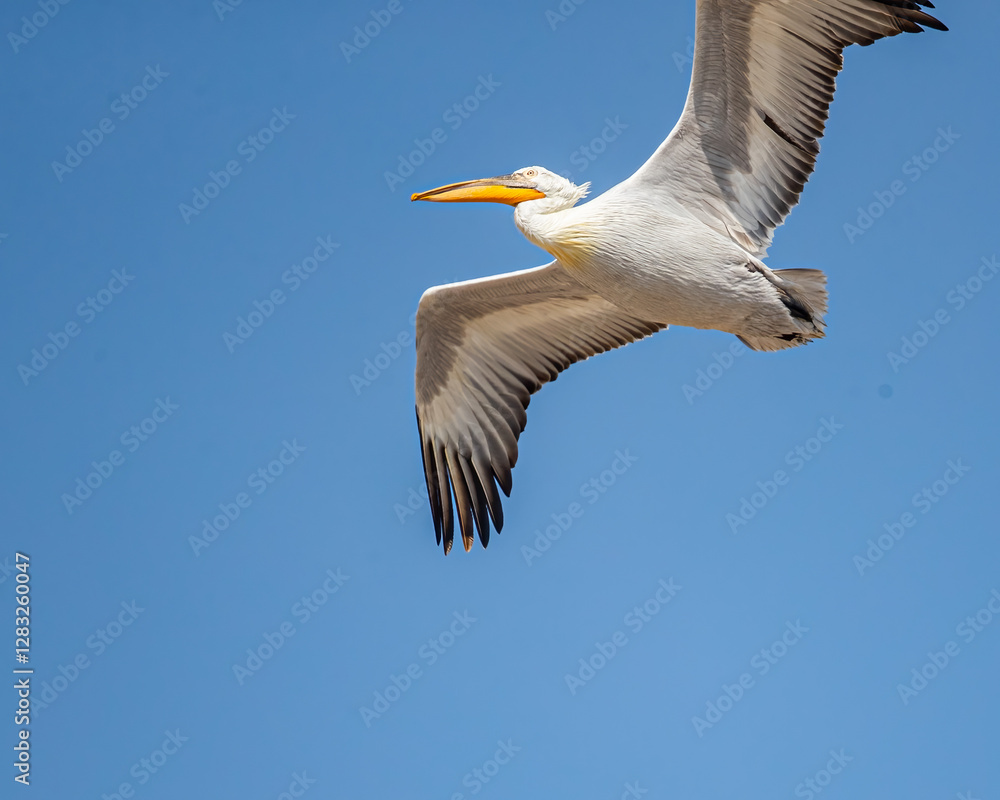 Great Pelican Great Pelican