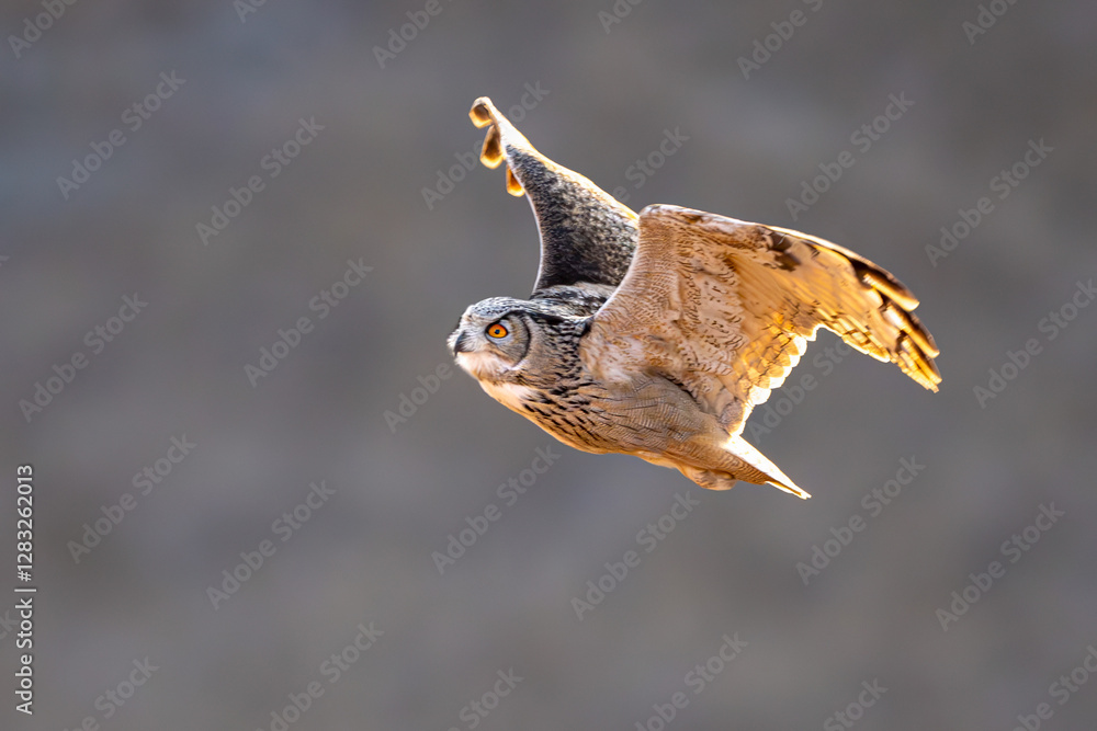 Fototapeta premium hawk moth on a branch