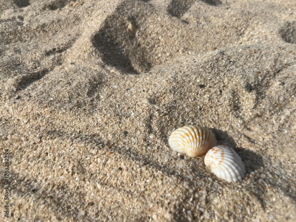 Small seashells beach. sea sand seashells Small seashells beach. sea sand seashells
