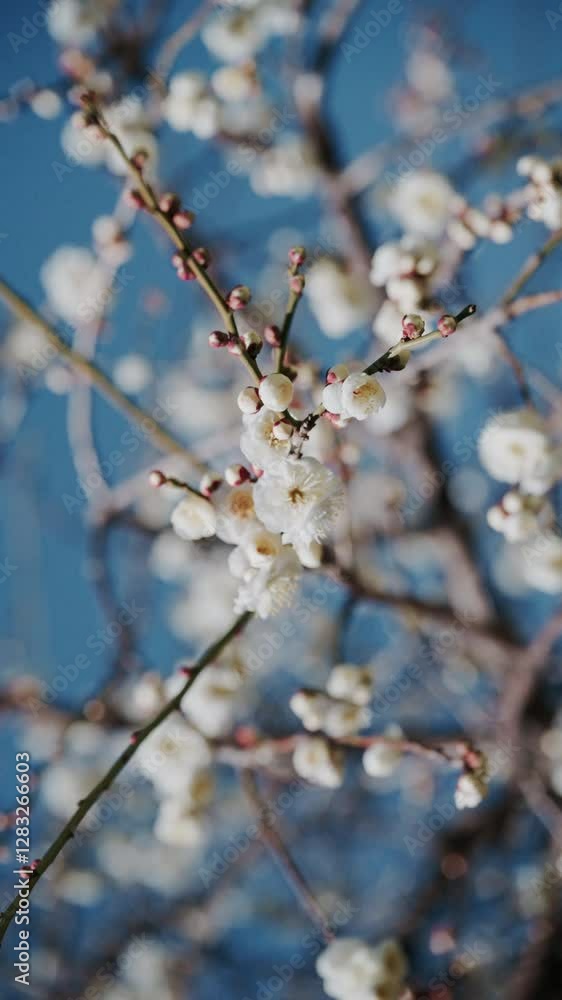 Sakura Flowers in Spring. Sakura flowers. 4k Sakura Flowers in Spring. Sakura flowers. 4k