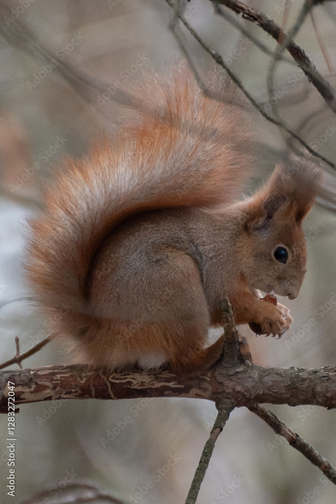 Fototapeta premium DSC_0296.NEF