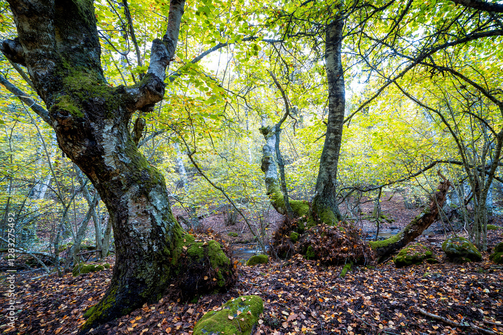 Naklejka premium Abedular de Somosierra