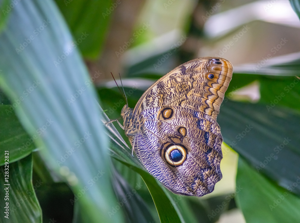 Obraz premium A close-up of an owl butterfly's wing shows intricate patterns, including eye-like spots, against a blurred green background of foliage.