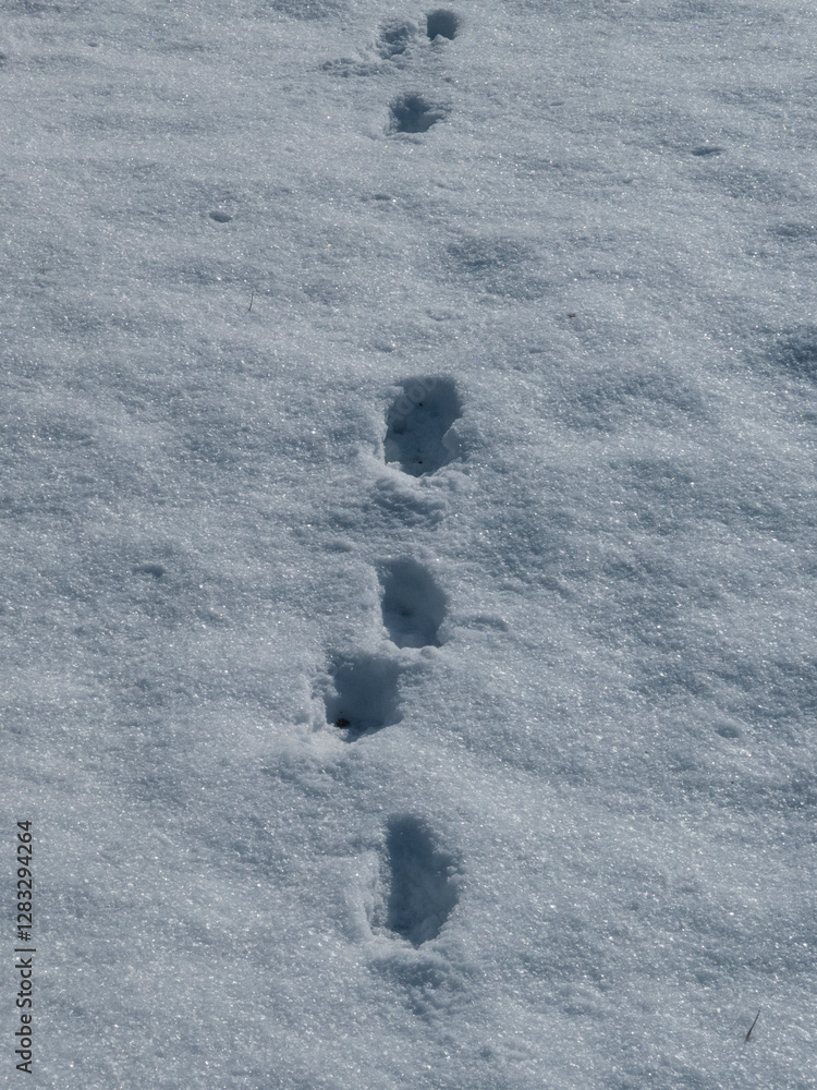 Footprints in Snow Creating a Path Across the Wintery Landscape Footprints in Snow Creating a Path Across the Wintery Landscape