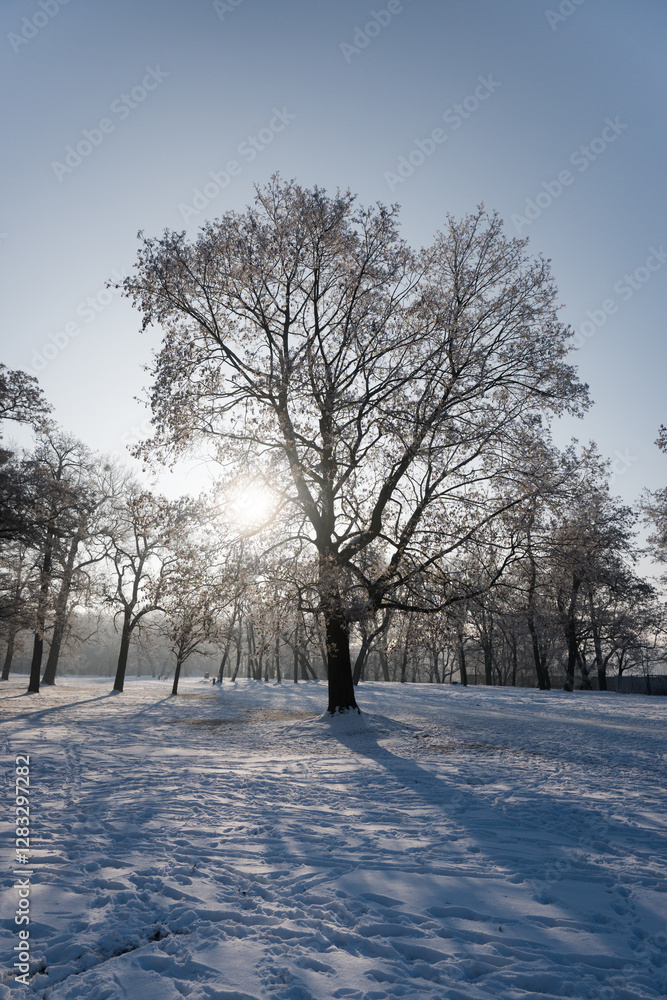Winter landscape, trees covered with snow and frost. Sunny weather in winter, walk in the forest.