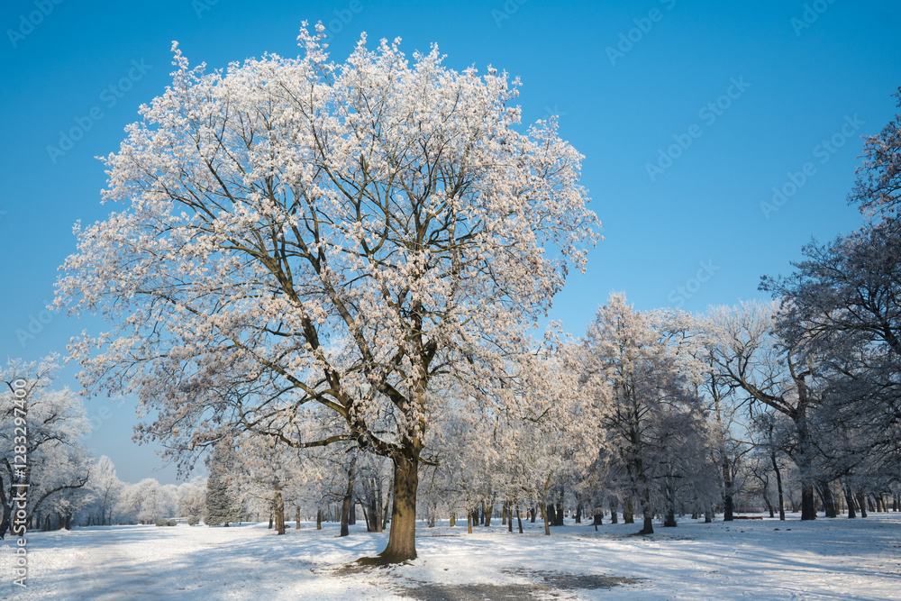 Winter landscape, trees covered with snow and frost. Sunny weather in winter, walk in the forest.