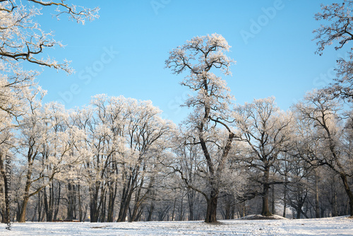 Winter landscape, trees covered with snow and frost. Sunny weather in winter, walk in the forest.
