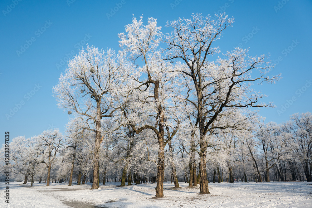 Winter landscape, trees covered with snow and frost. Sunny weather in winter, walk in the forest.