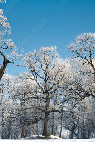 Obraz na płótnie Winter landscape, trees covered with snow and frost. Sunny weather in winter, walk in the forest.
w salonie