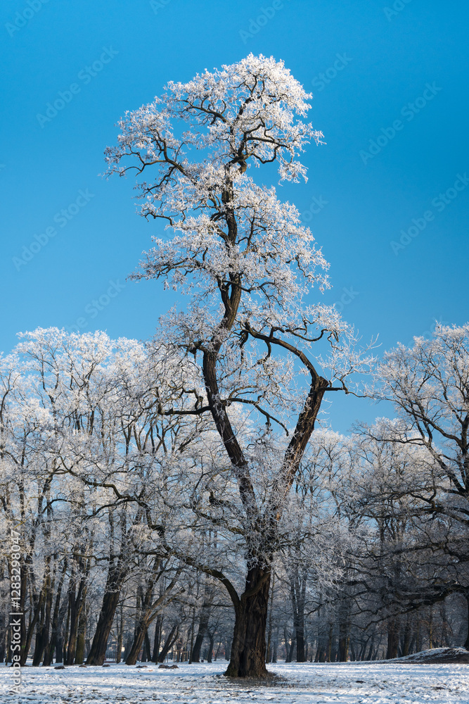 Winter landscape, trees covered with snow and frost. Sunny weather in winter, walk in the forest.