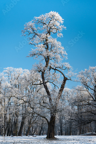 Obraz na płótnie Winter landscape, trees covered with snow and frost. Sunny weather in winter, walk in the forest.
w salonie