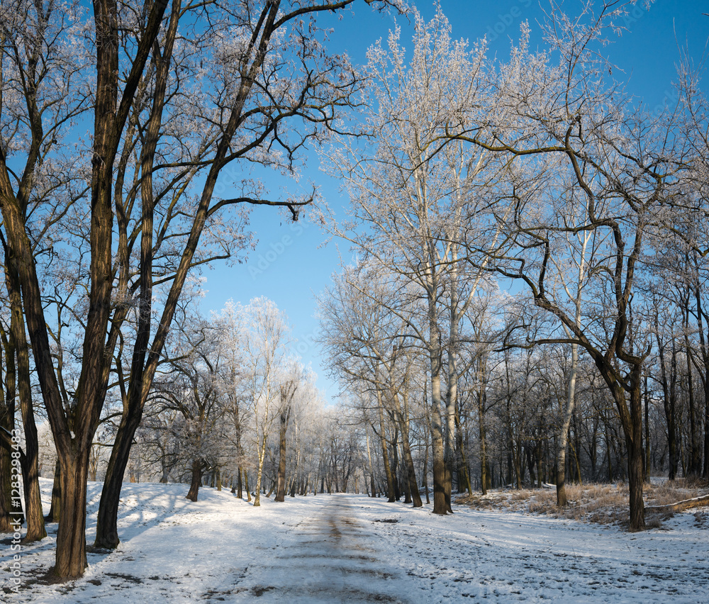 Winter landscape, trees covered with snow and frost. Sunny weather in winter, walk in the forest.