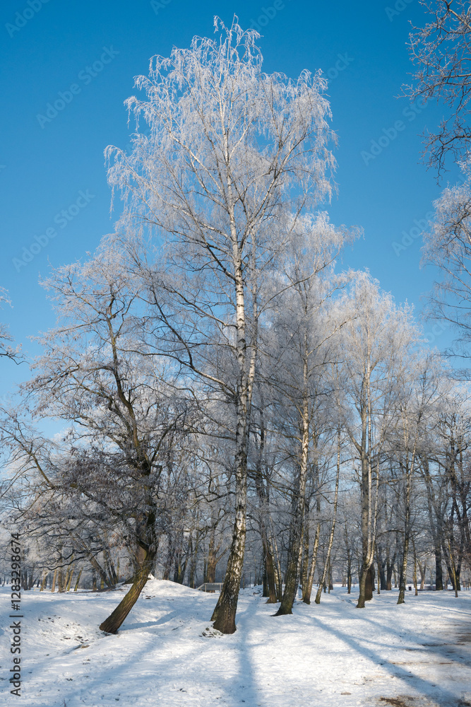 Winter landscape, trees covered with snow and frost. Sunny weather in winter, walk in the forest.